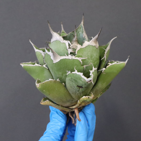 【ベアルート】アガベ 黒豹 EC1029