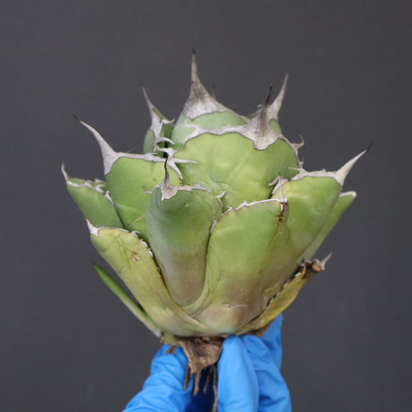 【ベアルート】アガベ 黒豹 EC1029