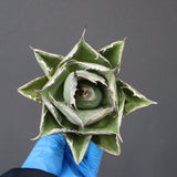 【ベアルート】アガベ 黒豹 EC1029