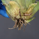 【ベアルート】アガベ 黒豹 EC1029