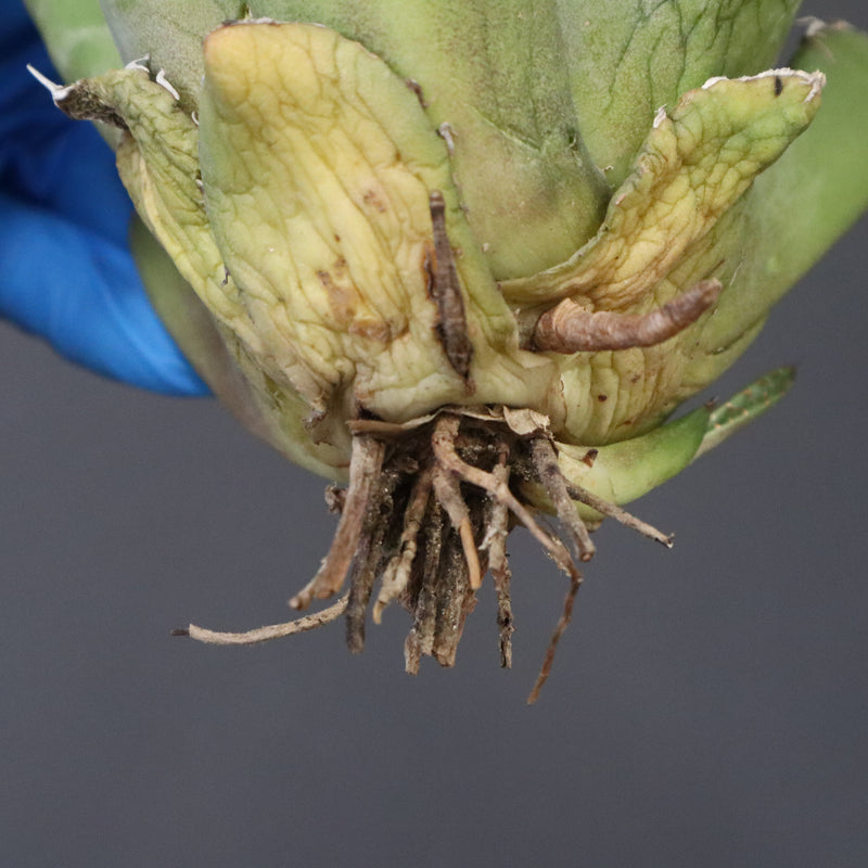 【ベアルート】アガベ 黒豹 EC1029