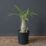 P.グラキリス（実生）311