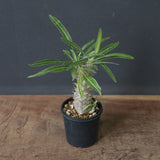 P.グラキリス（実生）311