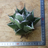 【ベアルート】アガベ 黒豹 EC1029