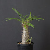 P.グラキリス（実生）311