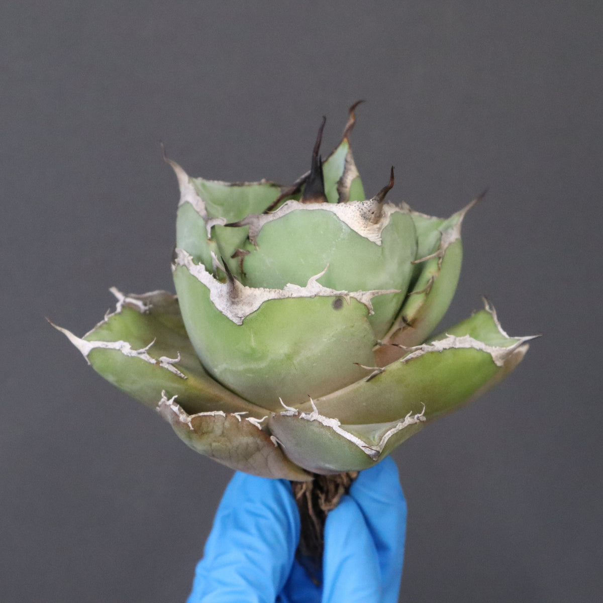 ベアルート – TaiShoDo ONLINE SHOP