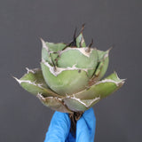 【ベアルート】アガベ 黒豹 EC1030