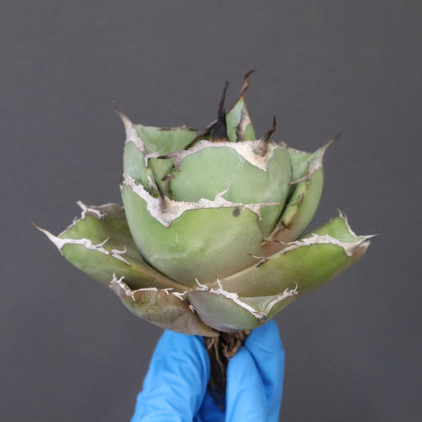 【ベアルート】アガベ 黒豹 EC1030