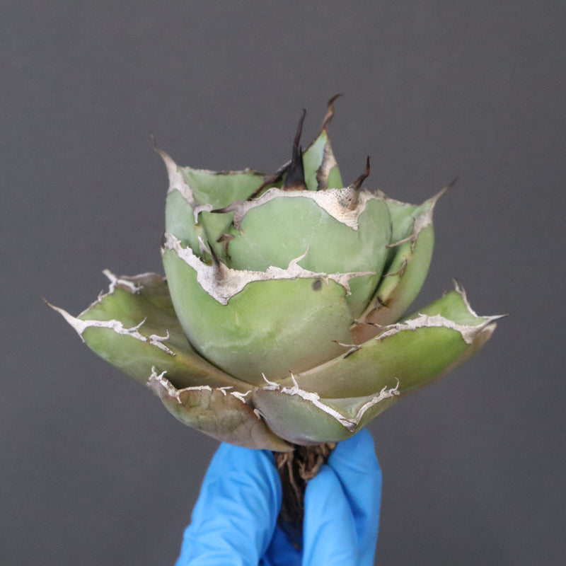 【ベアルート】アガベ 黒豹 EC1030