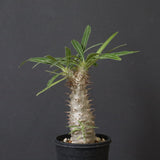 P.グラキリス（実生）311