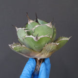 【ベアルート】アガベ 黒豹 EC1030