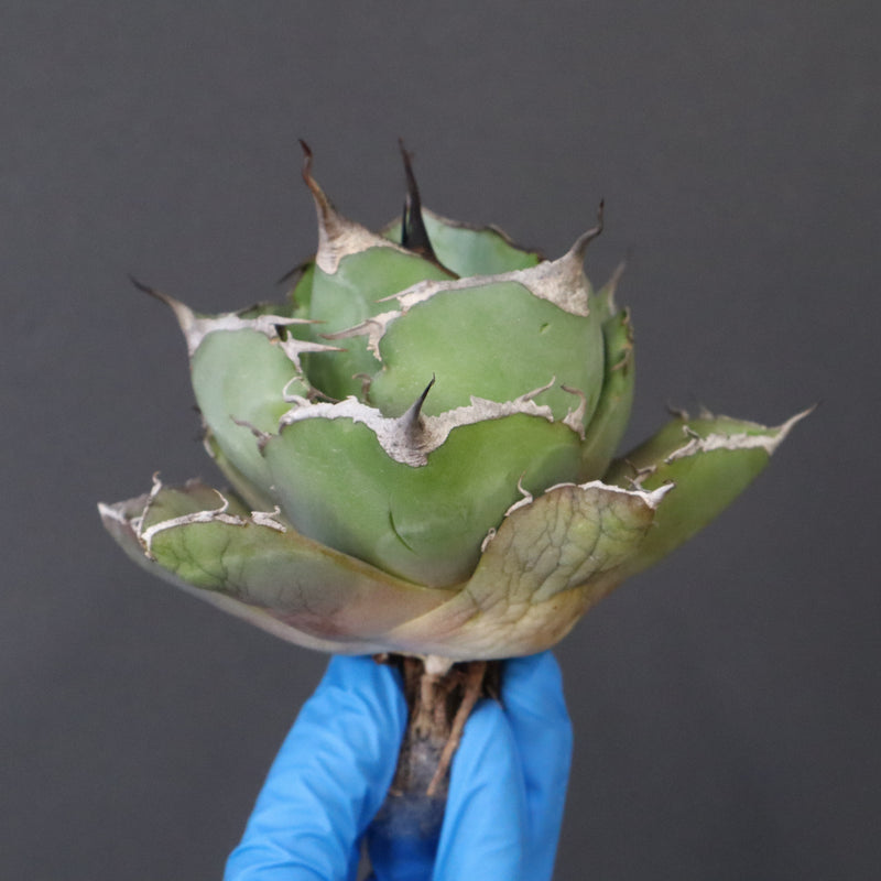 【ベアルート】アガベ 黒豹 EC1030