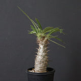 P.グラキリス（実生）311