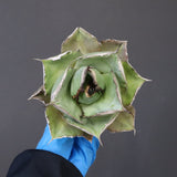 【ベアルート】アガベ 黒豹 EC1030