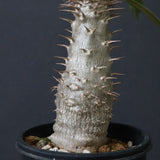 P.グラキリス（実生）311