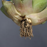 【ベアルート】アガベ 黒豹 EC1030