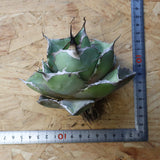 【ベアルート】アガベ 黒豹 EC1030