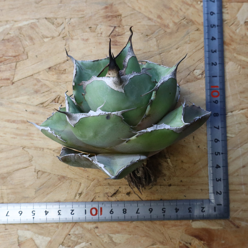 【ベアルート】アガベ 黒豹 EC1030