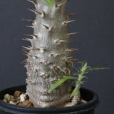 P.グラキリス（実生）311