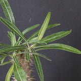 P.グラキリス（実生）311