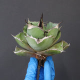 【ベアルート】アガベ 黒豹 EC1031