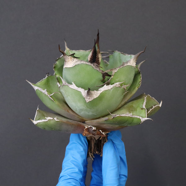 【ベアルート】アガベ 黒豹 EC1031