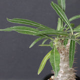 P.グラキリス（実生）311