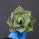 【ベアルート】アガベ 黒豹 EC1031