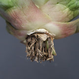 【ベアルート】アガベ 黒豹 EC1031