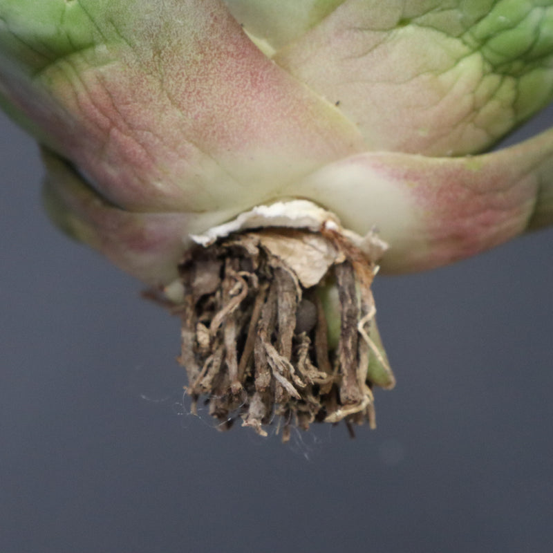 【ベアルート】アガベ 黒豹 EC1031