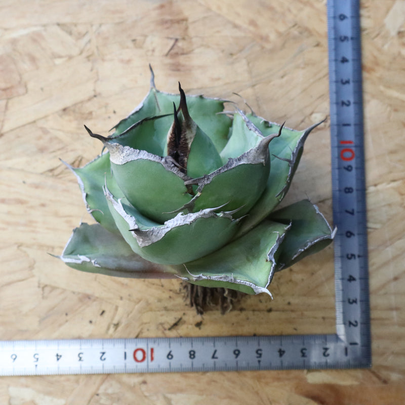 【ベアルート】アガベ 黒豹 EC1031