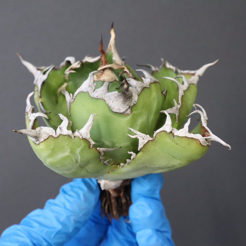 【ベアルート】アガベ 白鯨 極上 EC1037