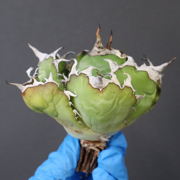 【ベアルート】アガベ 白鯨 極上 EC1037