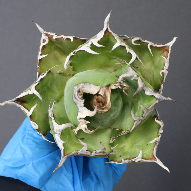 【ベアルート】アガベ 白鯨 極上 EC1037