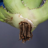 【ベアルート】アガベ 白鯨 極上 EC1037