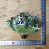 【ベアルート】アガベ 白鯨 極上 EC1037