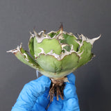 【ベアルート】アガベ 白鯨 極上 EC1038