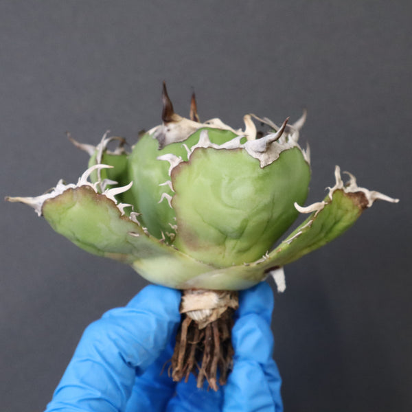 【ベアルート】アガベ 白鯨 極上 EC1038