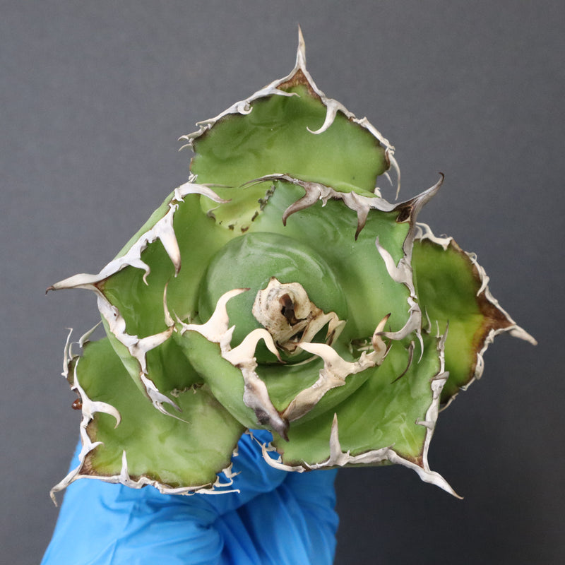 【ベアルート】アガベ 白鯨 極上 EC1038