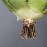 【ベアルート】アガベ 白鯨 極上 EC1038