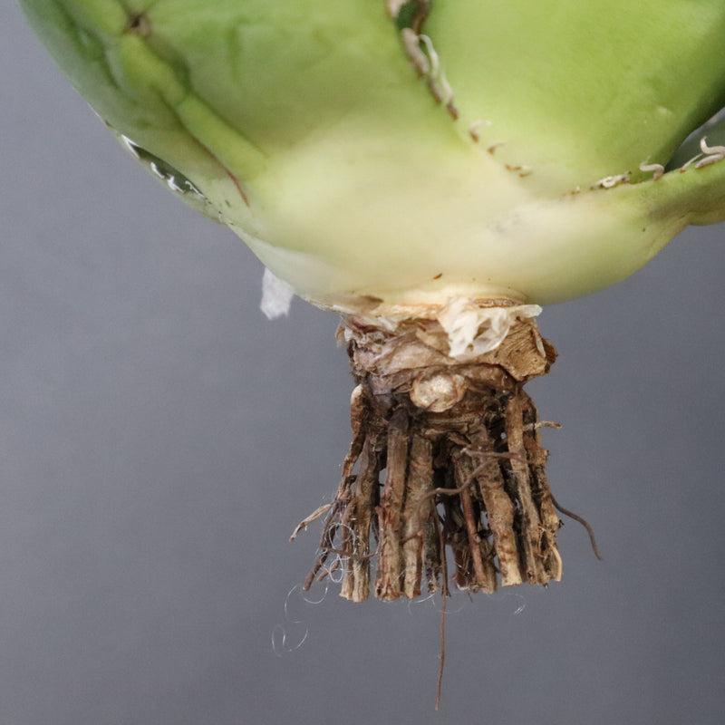 【ベアルート】アガベ 白鯨 極上 EC1038