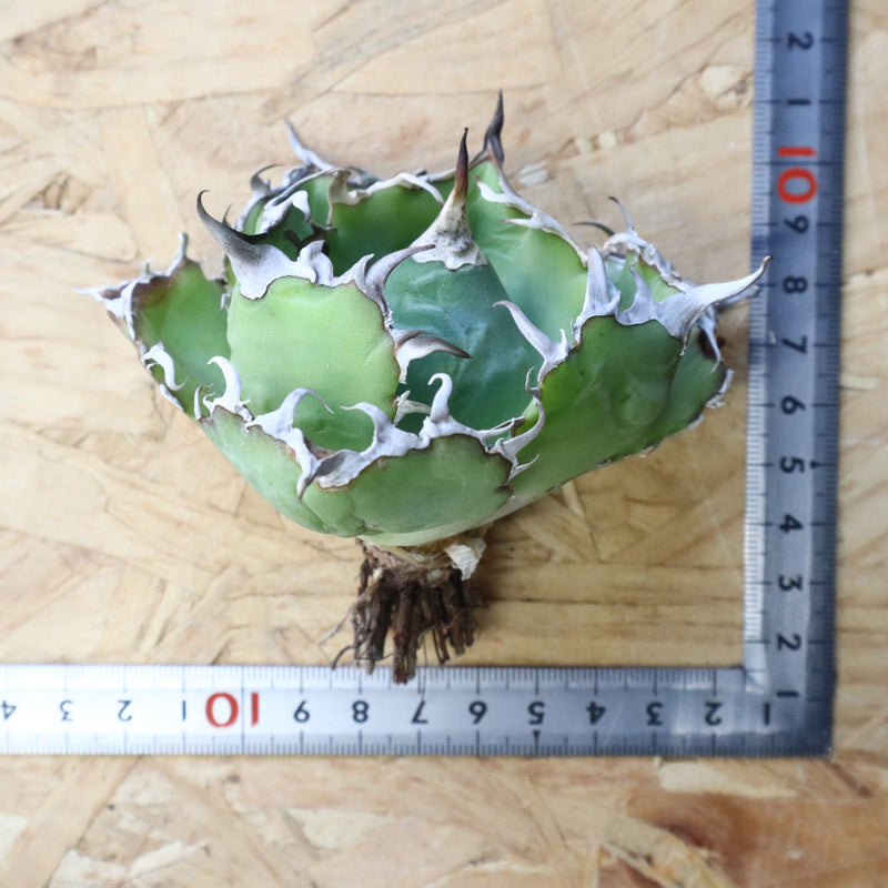 【ベアルート】アガベ 白鯨 極上 EC1038