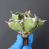 【ベアルート】アガベ 白鯨 極上 EC1039