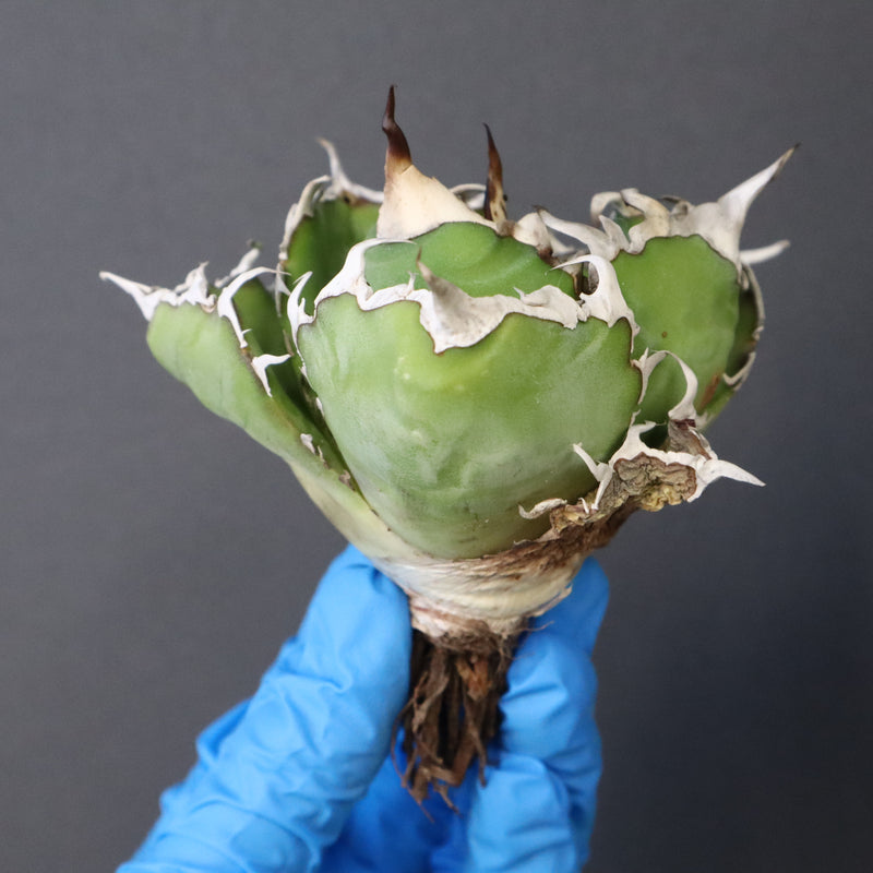 【ベアルート】アガベ 白鯨 極上 EC1039