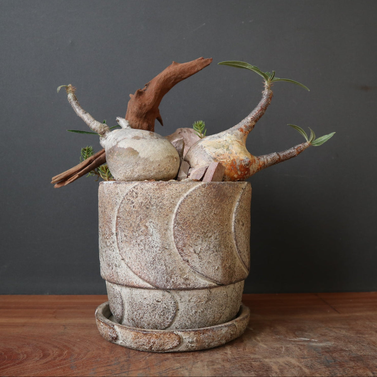鉢 × 塊根植物 – TaiShoDo ONLINE SHOP