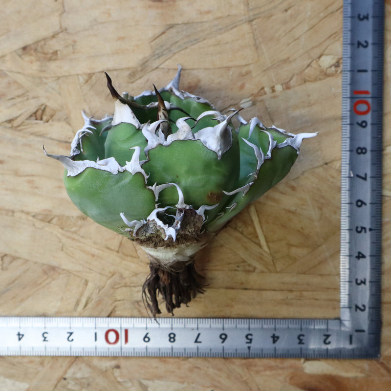 【ベアルート】アガベ 白鯨 極上 EC1039