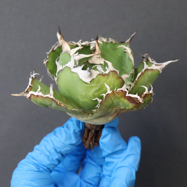 【ベアルート】アガベ 白鯨 極上 EC1040