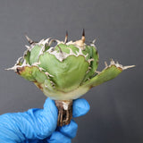 【ベアルート】アガベ 白鯨 極上 EC1040