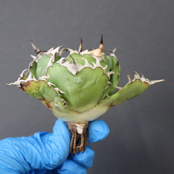 【ベアルート】アガベ 白鯨 極上 EC1040