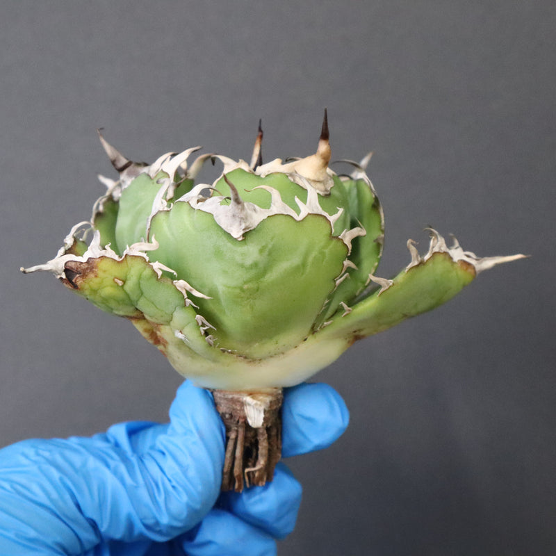 【ベアルート】アガベ 白鯨 極上 EC1040